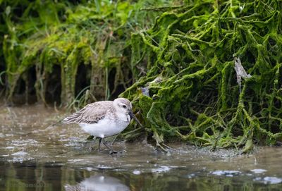 Calidris canutus - red knot - Kanoet
