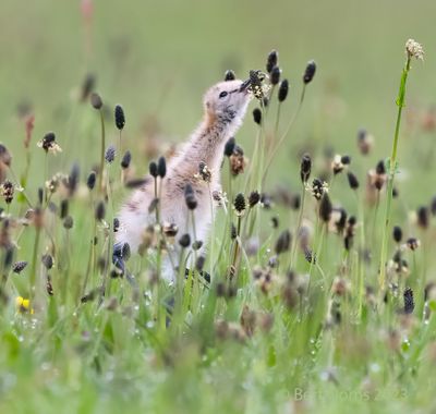 Limosa limosa - Black-tailed godwit - Grutto
