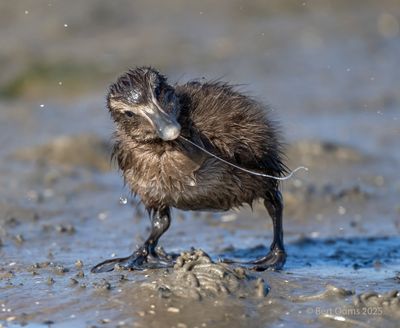 Ameland birds and more