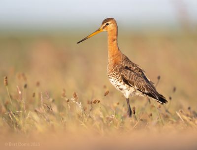 Limosa limosa - Black-tailed godwit - Grutto