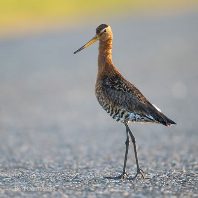 Limosa limosa - Black-tailed godwit - Grutto