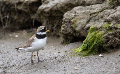 Ameland birds and more