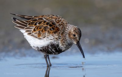 Ameland birds and more