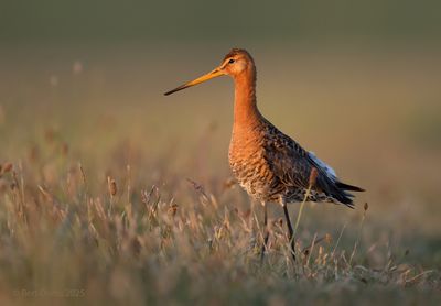 Ameland birds and more