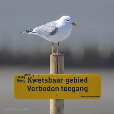 Larus canus - common gull - stormmeeuw