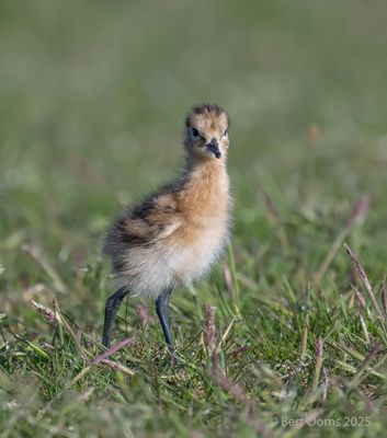 Limosa limosa - Black-tailed godwit - Grutto