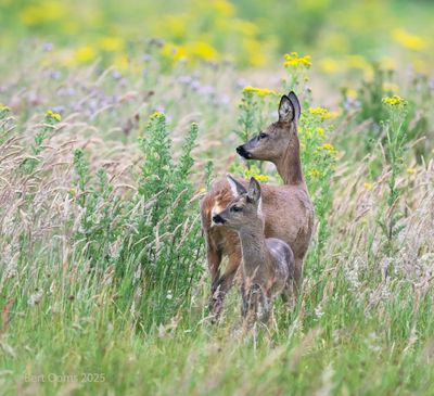 Bourtanger Moor - Bargerveen National Park