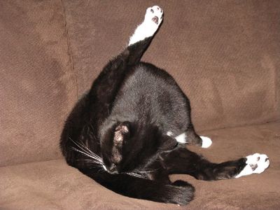 Kitty_Yoga.jpg