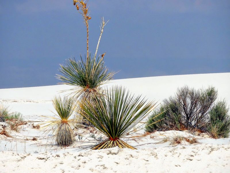 White Sands