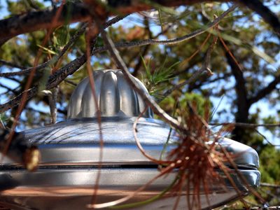UFO Spotted flying thru trees