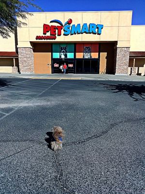 Casey on his 10th birthday going to PETSMART