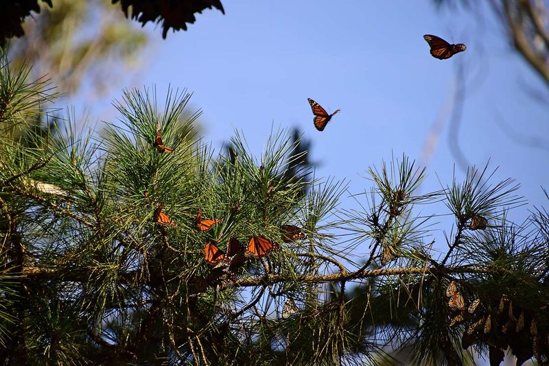 Caught A Couple Flying