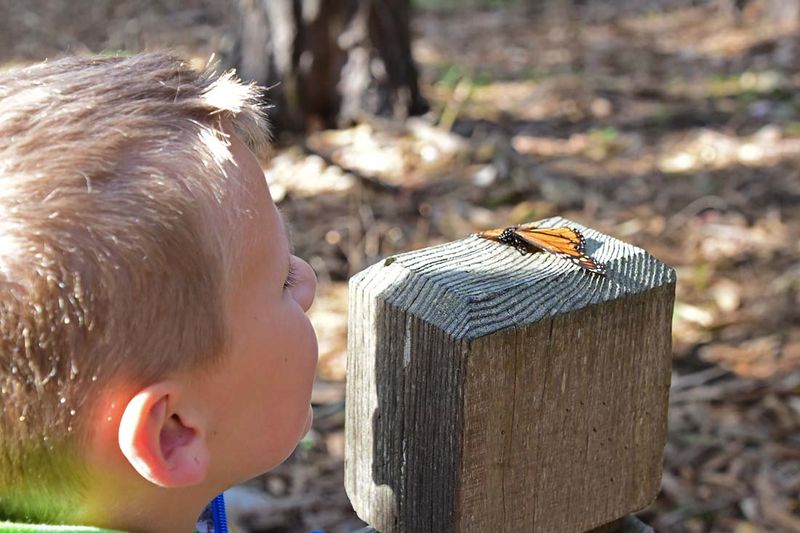 Looking Close At One Monarch