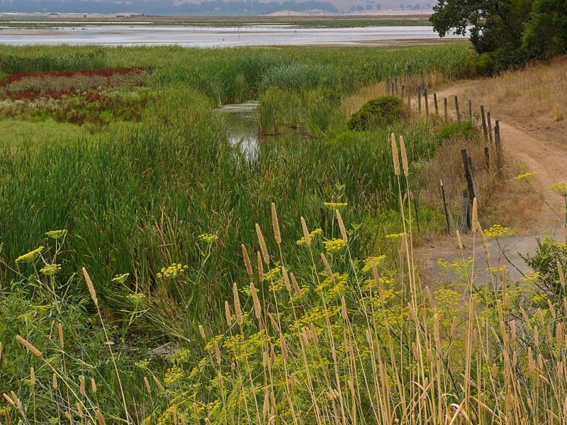 Rush Creek and Fence Along Trail