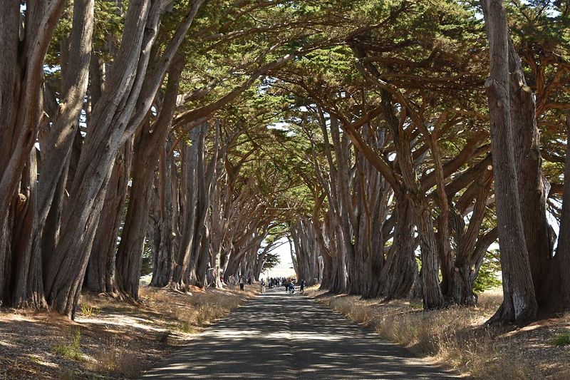 Cypress Tree Tunnel