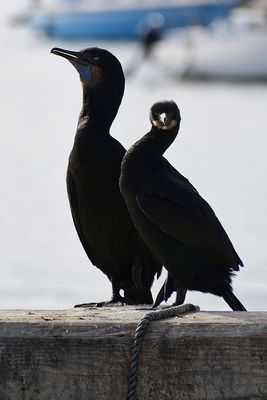 Two Cormorant Silhouettes