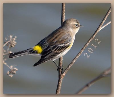 2012 Warbler New Year