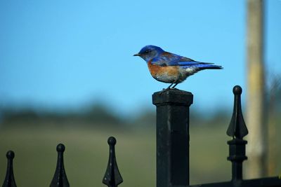 Male Western Bluebird