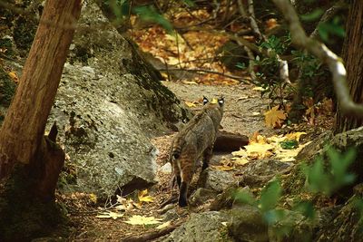 Bobcats
