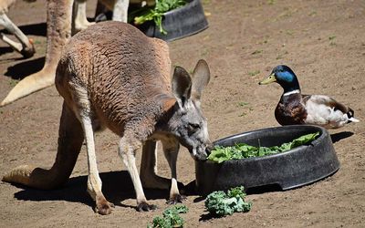 Kangaroo and Mallard
