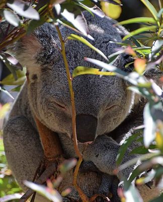 Drowsy Koala