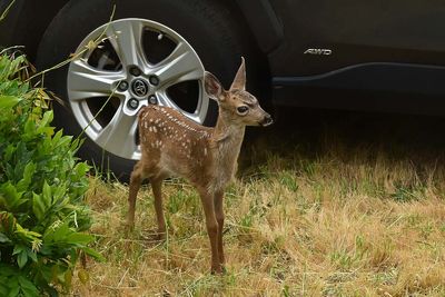 Little Bambi - One Day Old