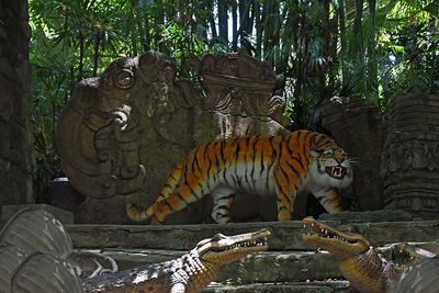 Tiger and Gators