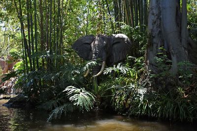 A Large Bull Elephant