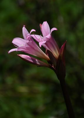 Naked Ladies Flowers