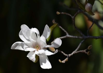  Single Magnolia Bloom