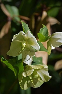 Hellebore