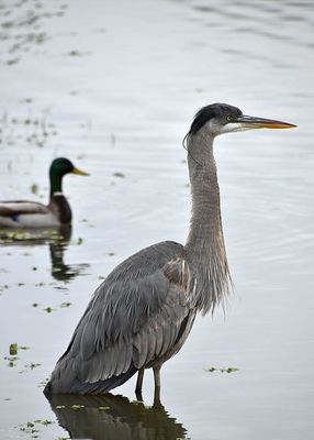 Great Blue Heron