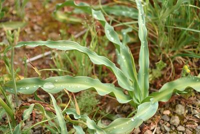 Wavy-Leaved Soap Plant