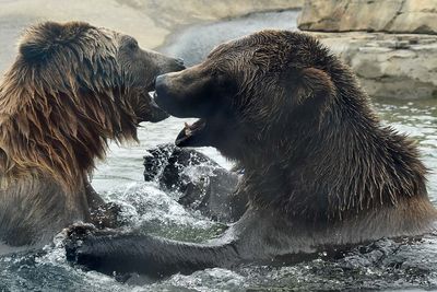 Splash and Bite