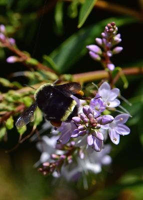 Bumblebee On Purple