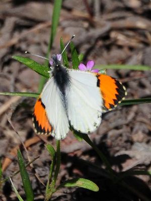 Pacific Orangetip