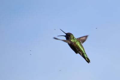 Hummer Snap In The Air