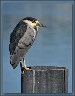 Night Heron On A Post