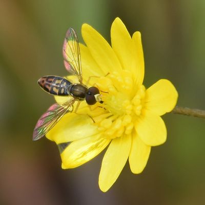Hoverfly on California Buttercup