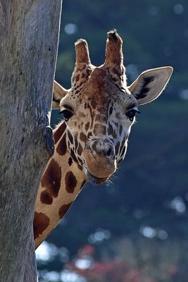 Peek A Boo Giraffe