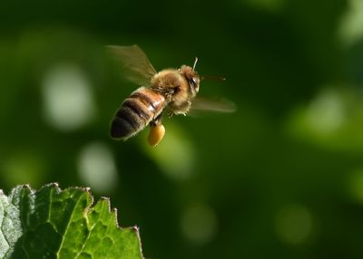 Honey Bee Flying Away