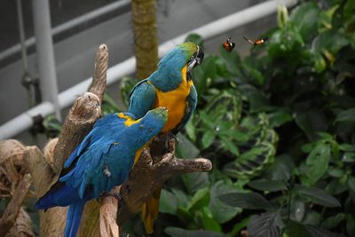 Macaws Eyeing Two Butterflies