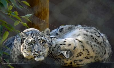  Snow Leopards Snuggle