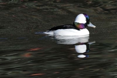 Colorful Bufflehead