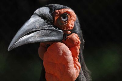 Abyssinian Ground Hornbill