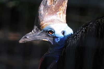 Double-Wattled Cassowary