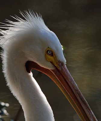 Backlit Peli