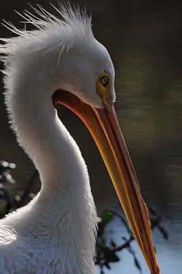 Pelican