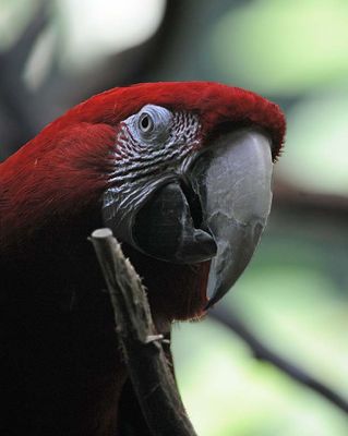 Head of the Green-Winged Macaw