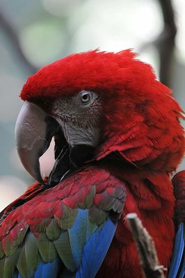 Macaw Tongue